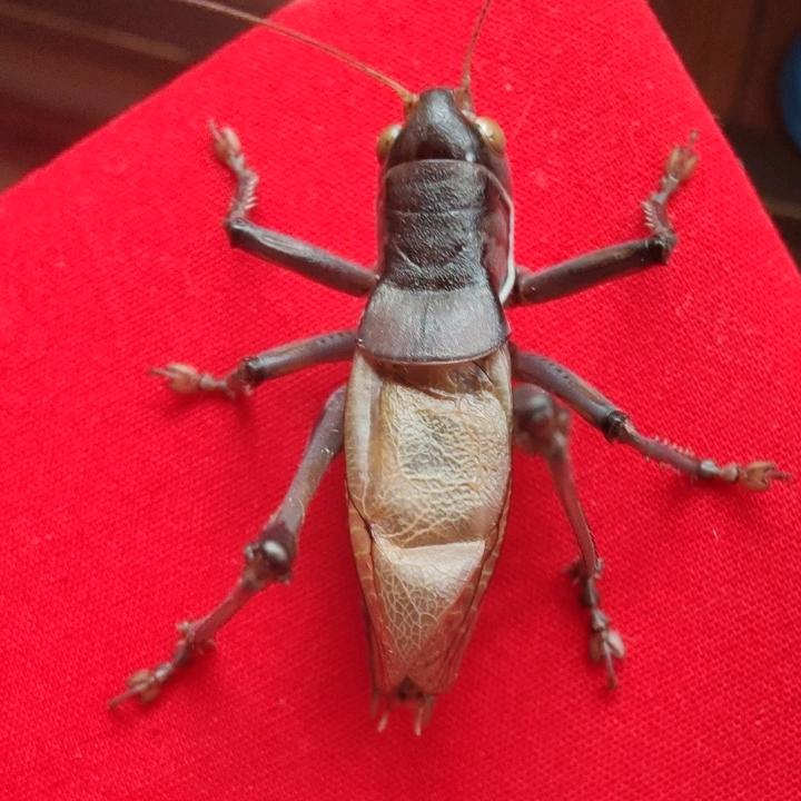 鸣声在外（蝈蝈）