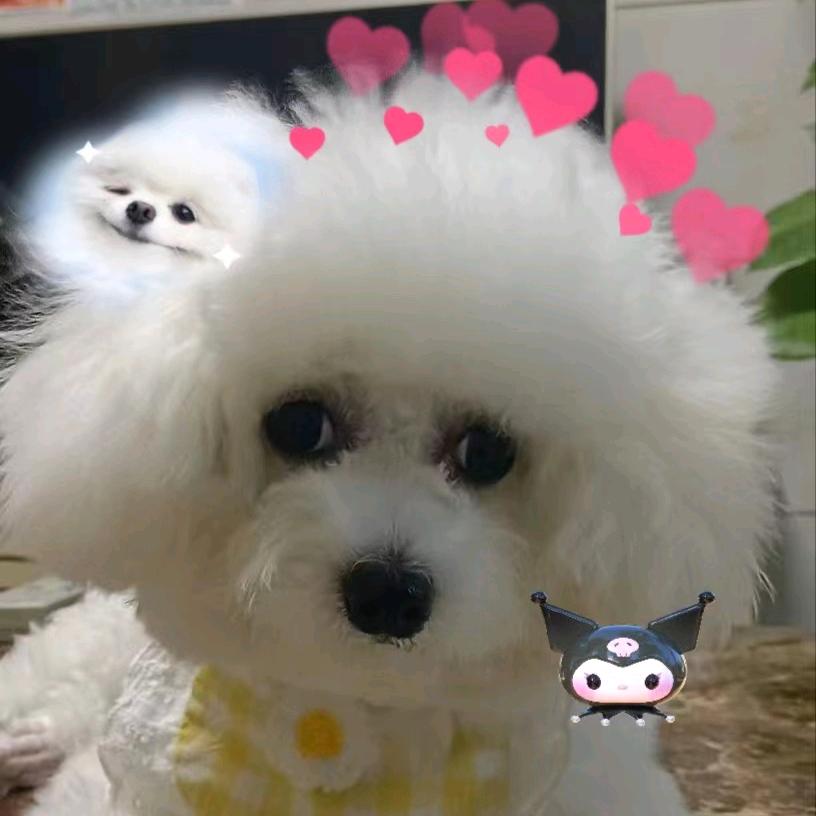 糖糖是一只比熊