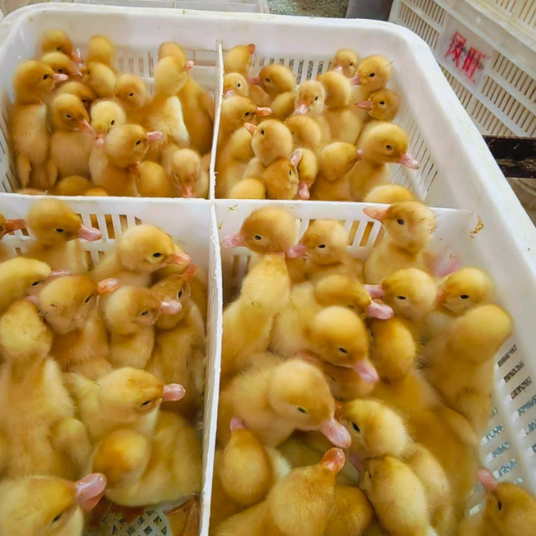 聊城凤旺鸭苗孵化