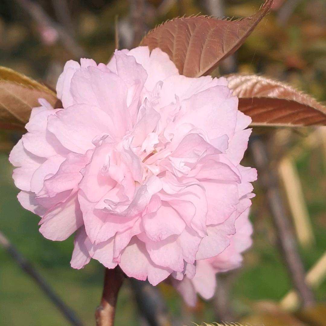 初🌨️🌨️雪