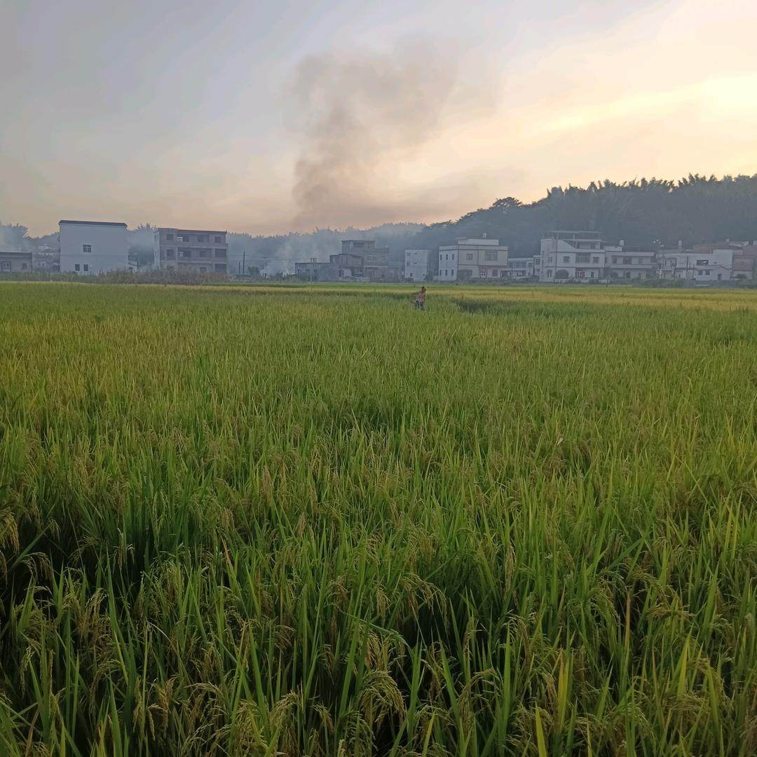 阿珍