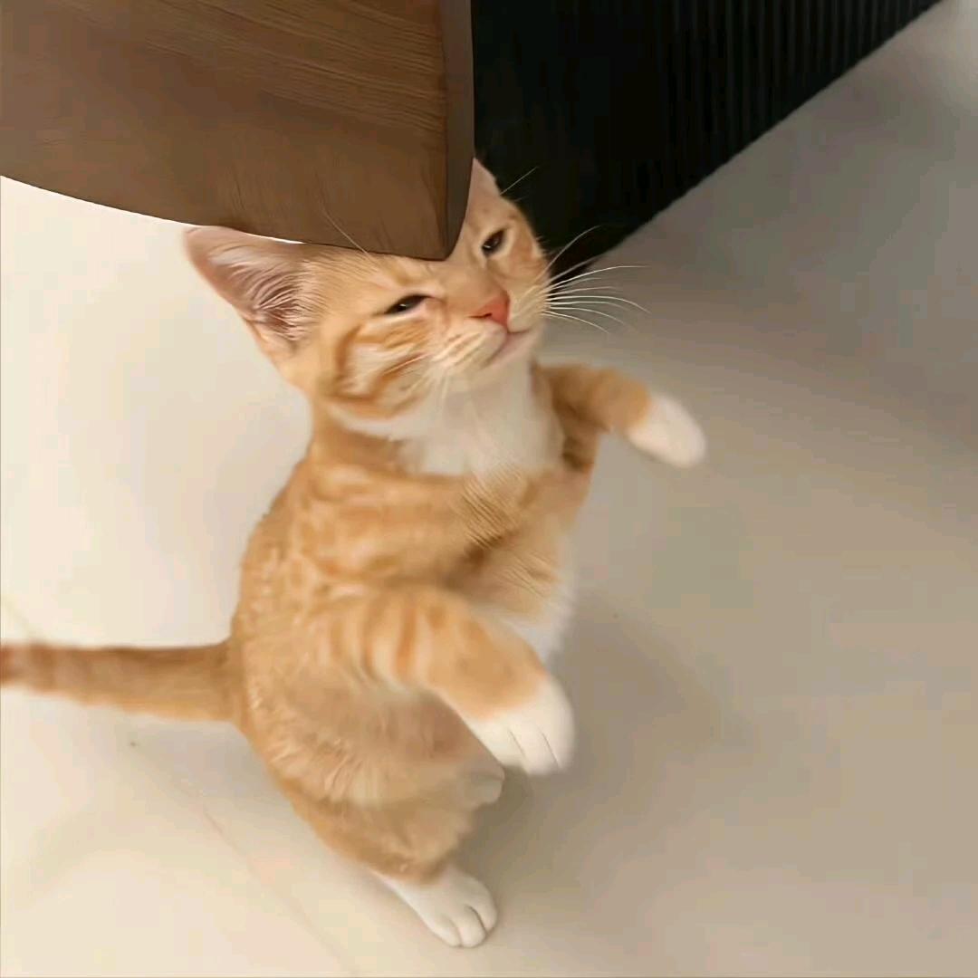 一斤香菜