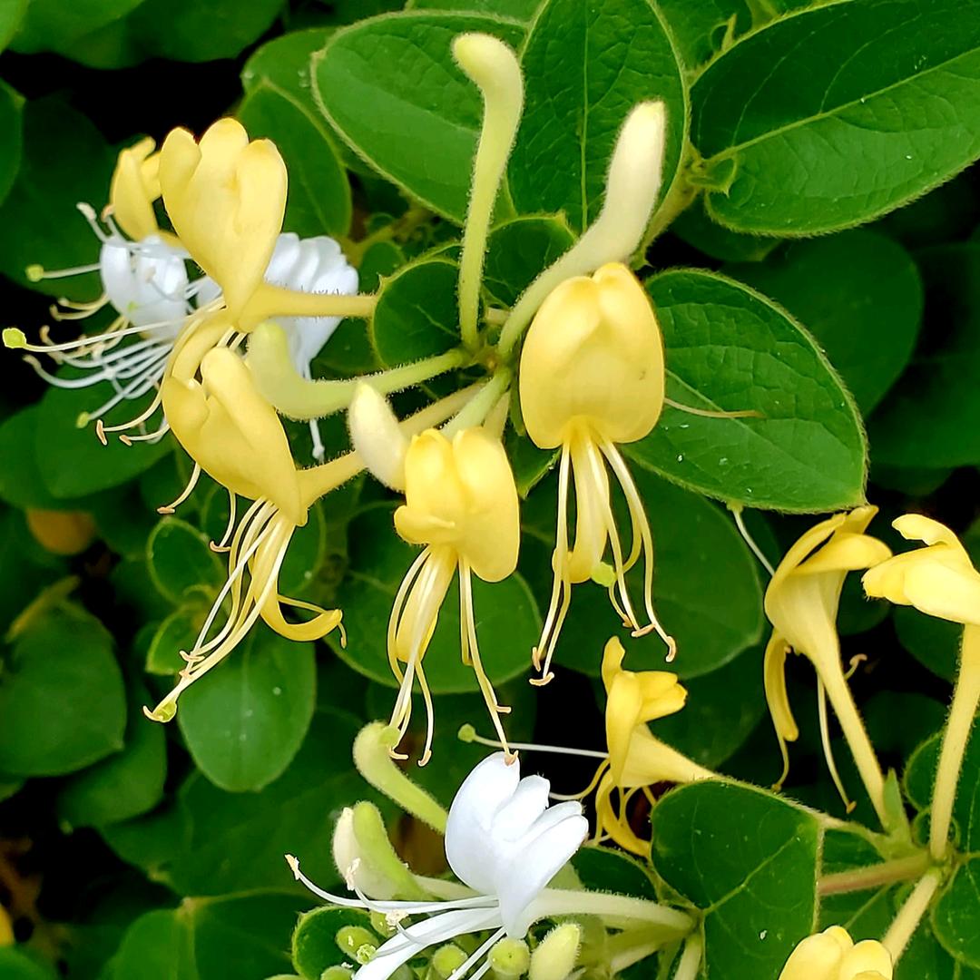 善德牛皮刺客②