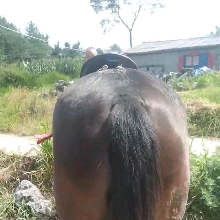 专业牛马生意三十多年