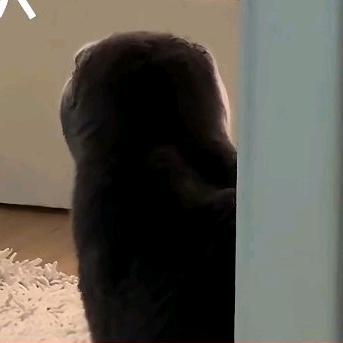 小飞૧(●´৺`●)૭