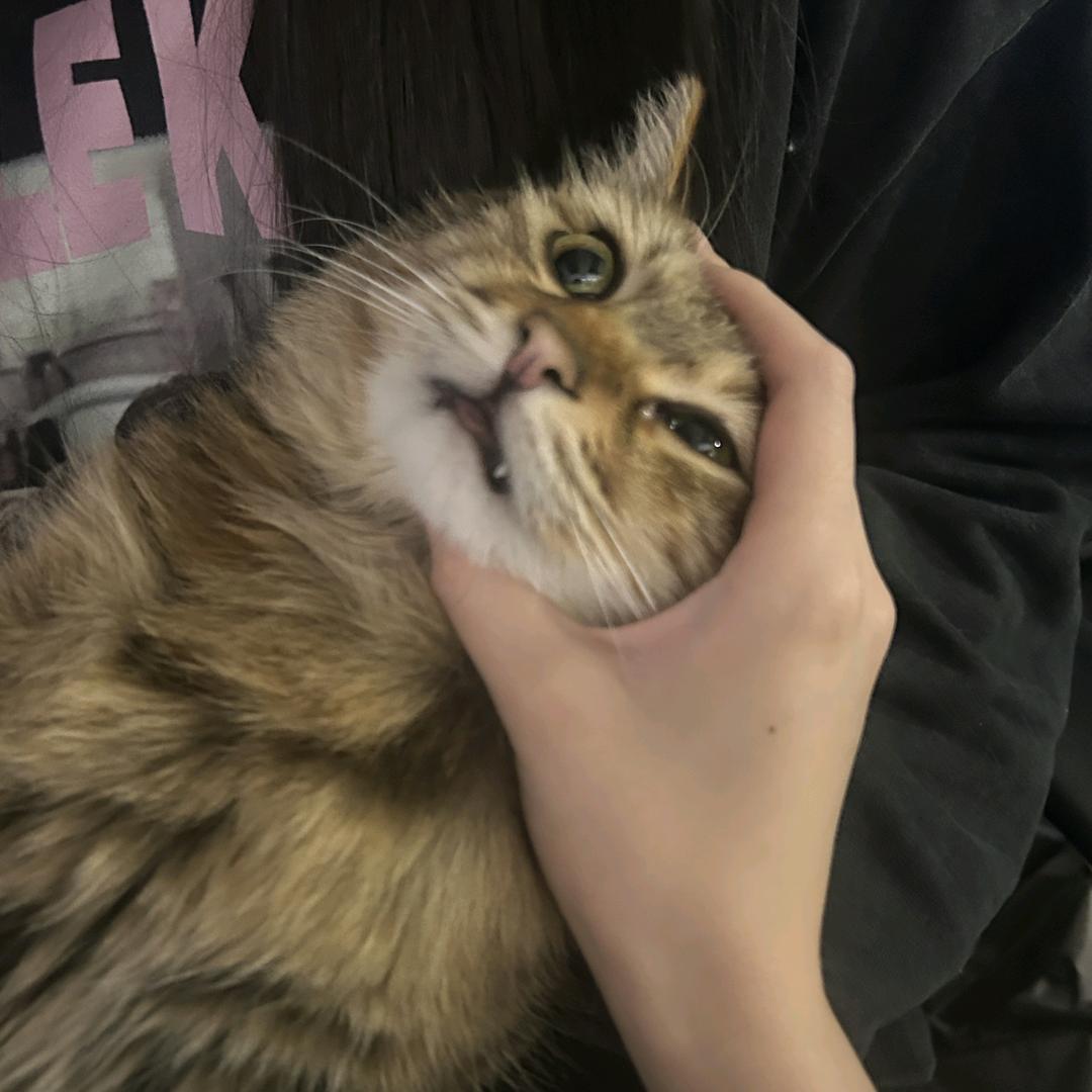 落魄少爷小虎大人