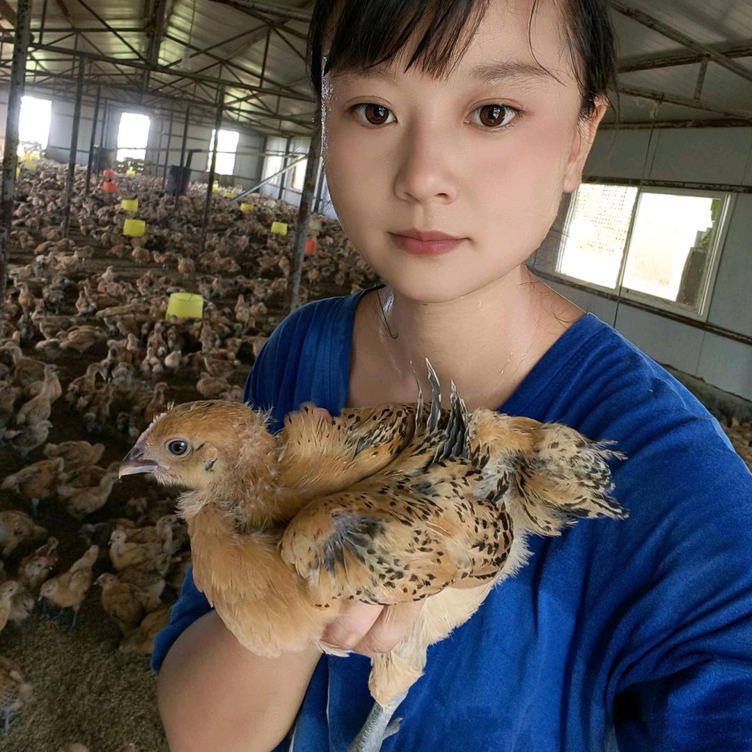 脱温鸡苗（湘黔禽业）