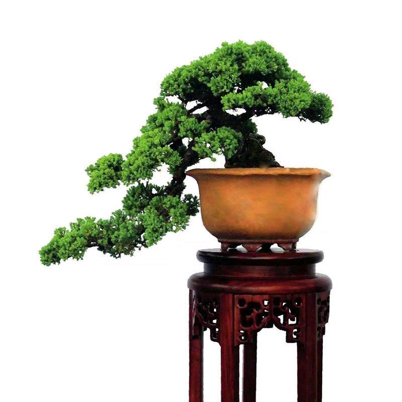 皇家花卉苗木盆景