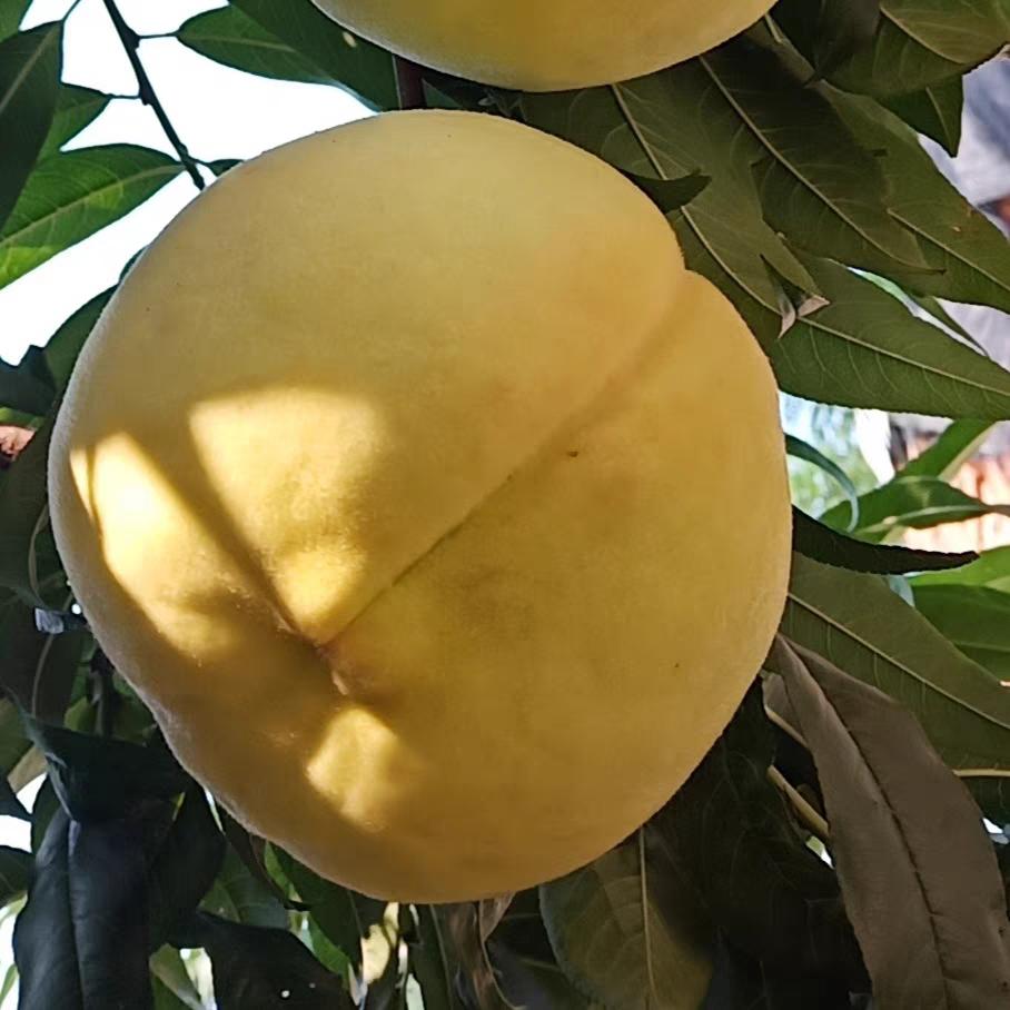 正宗肥城桃地道家乡味