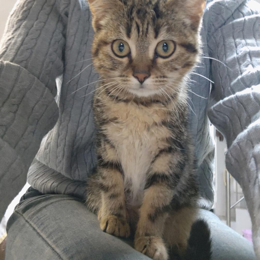 momo.