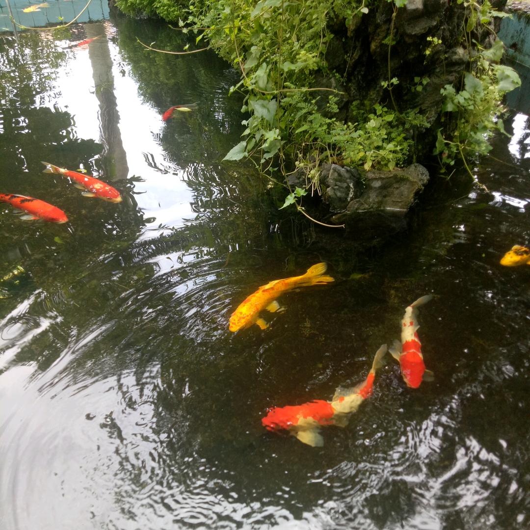 中邮四川成都快运