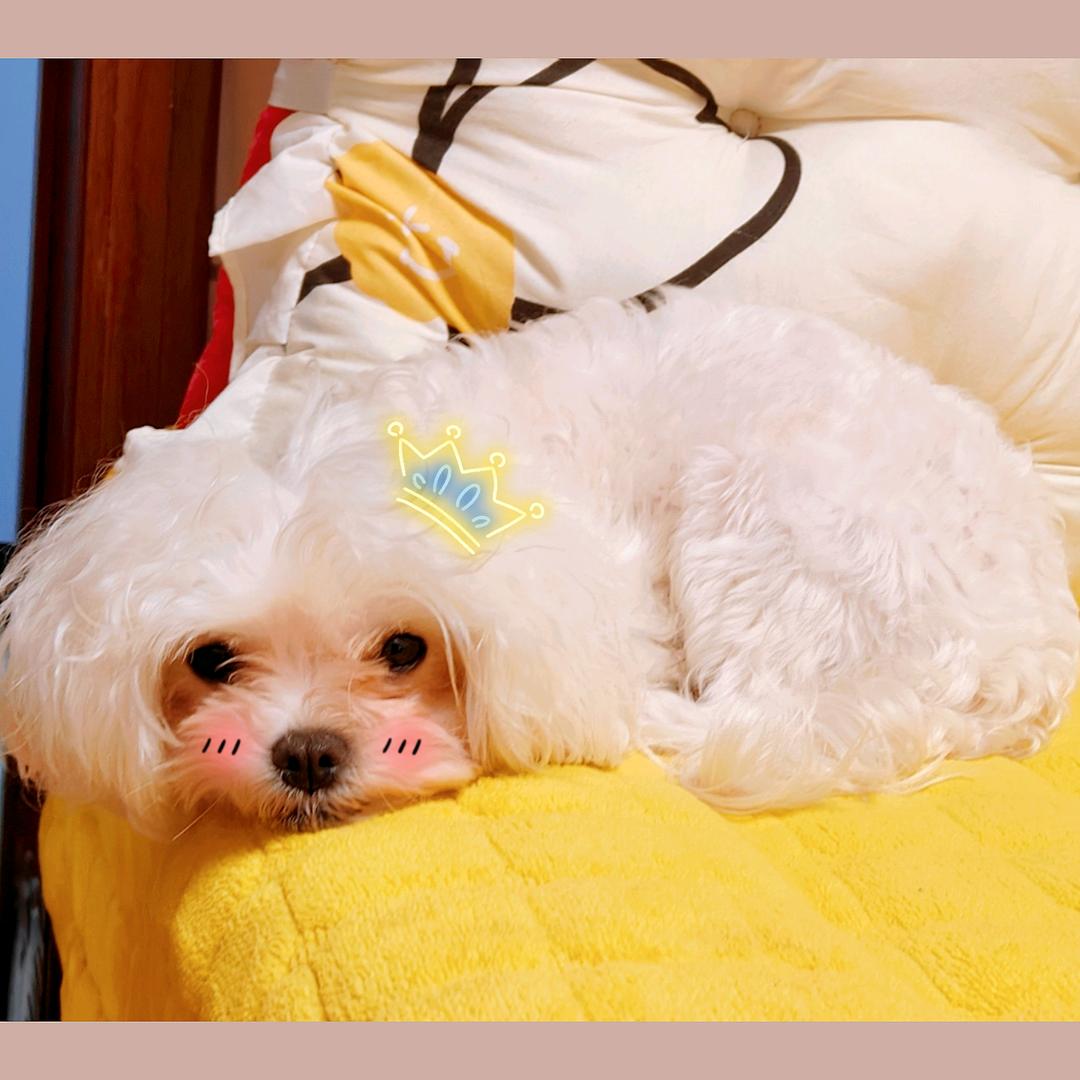 鹿肥肥要变瘦
