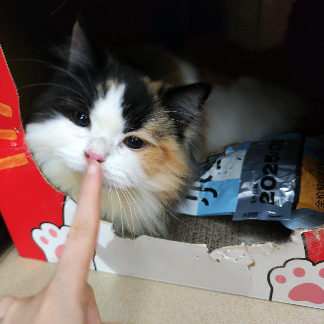 是米花也是花花