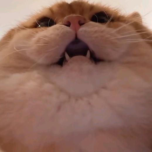 弹跳不到100➕不改名