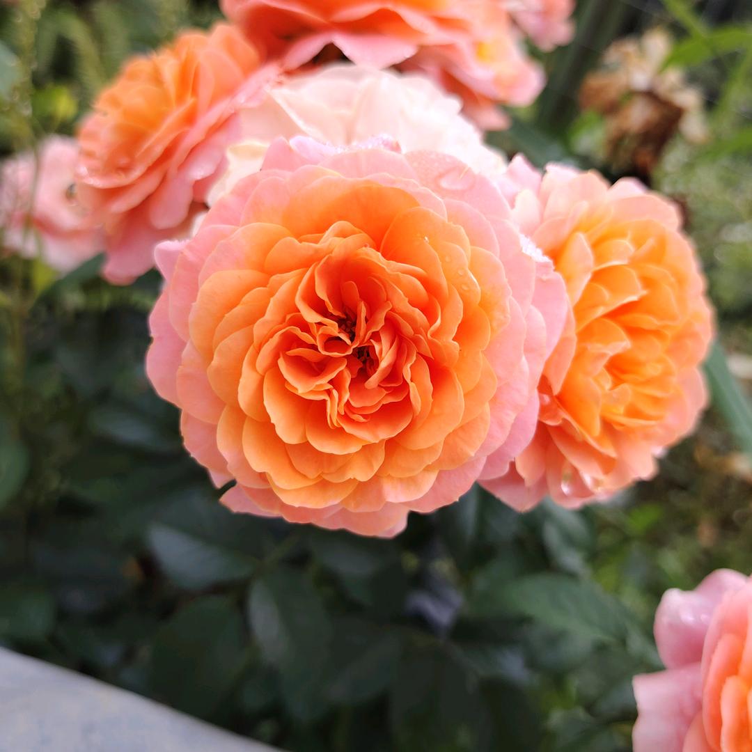 亿山生态农业园