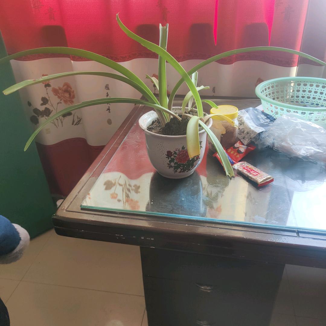 小香芹