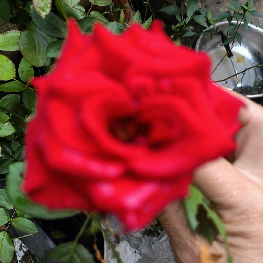 肖洒一轩🌹🌹