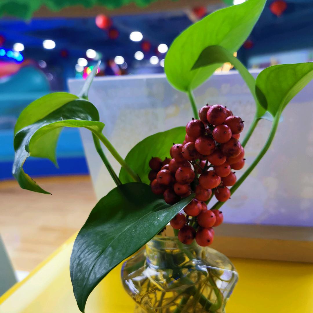 🌴🐾最美如初🐾🌴