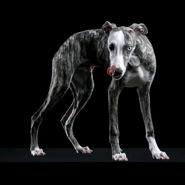 不务正业养狗的安主任