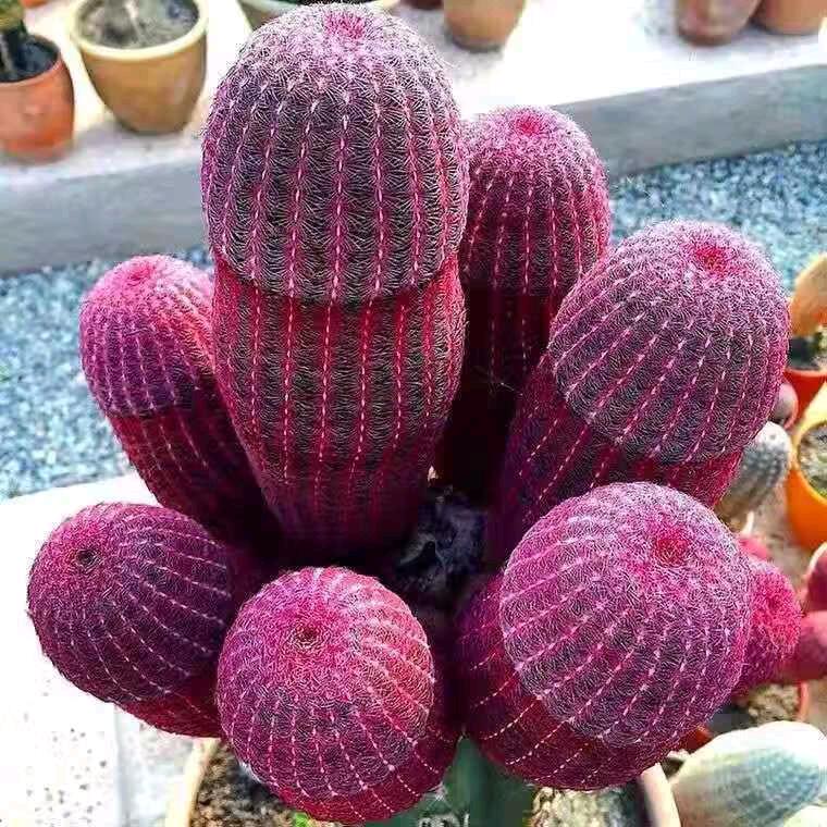 微笑花卉仙人球