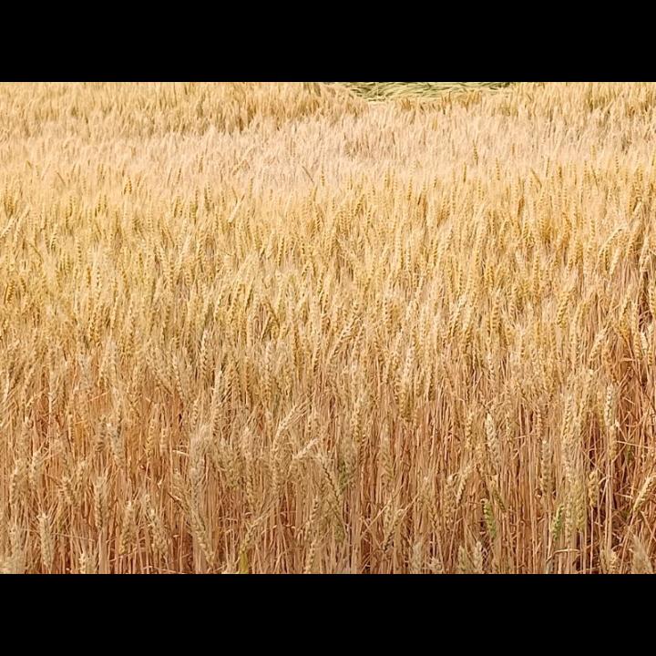 ⊙王刚成