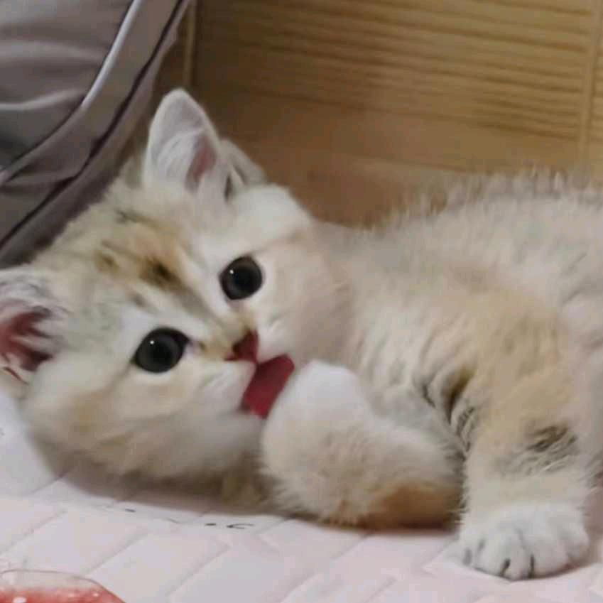 小可蓝