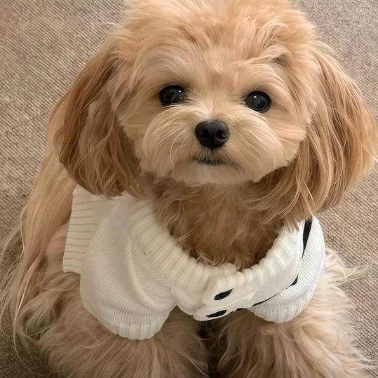 🐷🐷🐷🐷🐷🐷