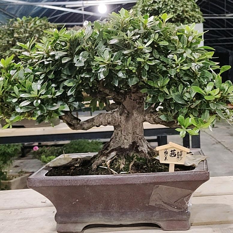 兰亭花苗木盆景园艺