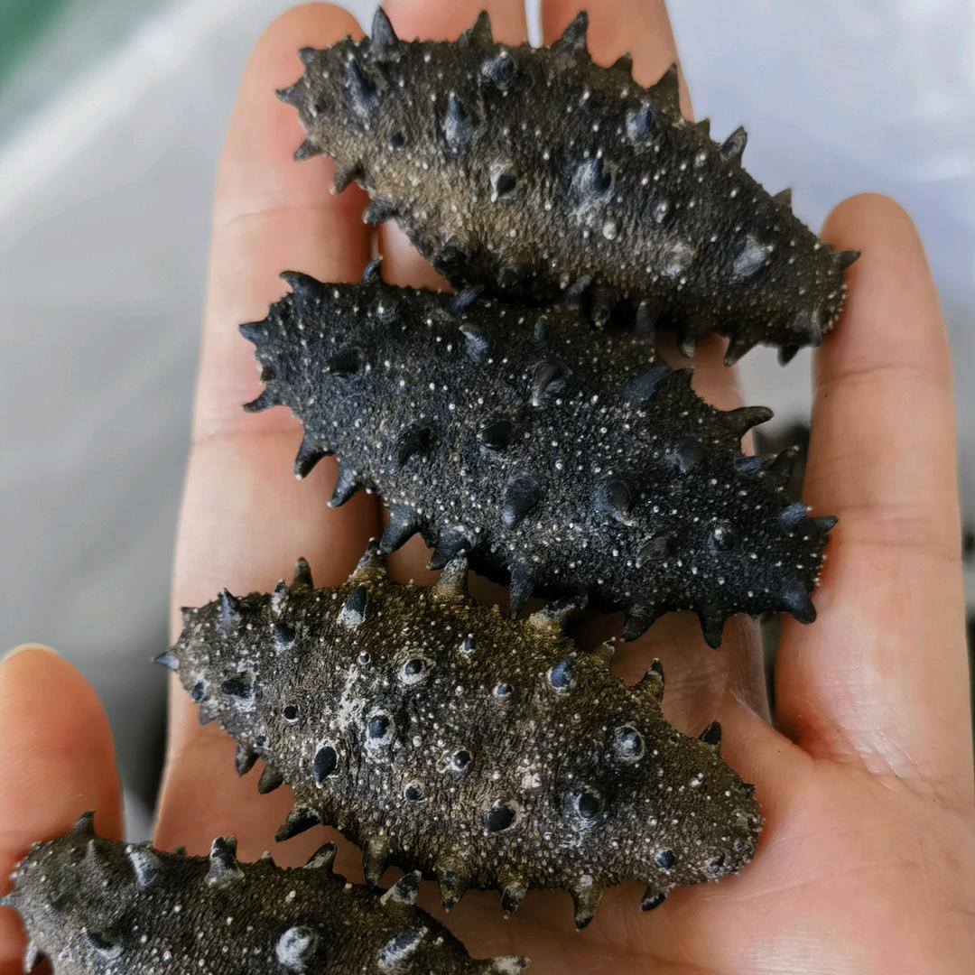 波水岛纯野生海参
