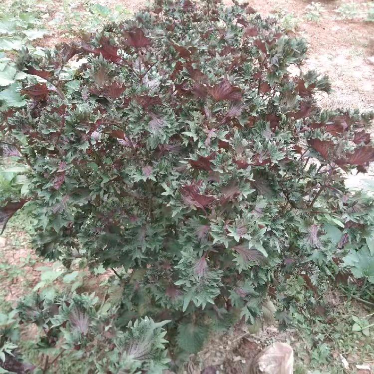 永州道县陈歪哥