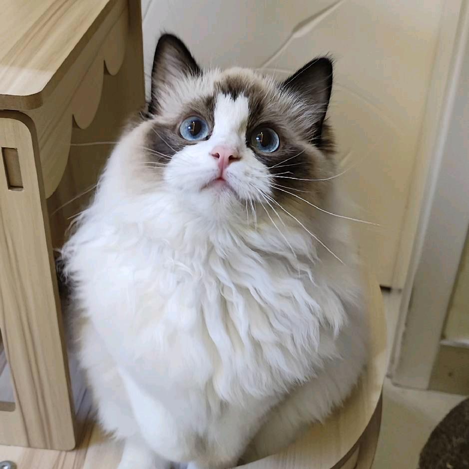 小布偶猫家庭式繁育