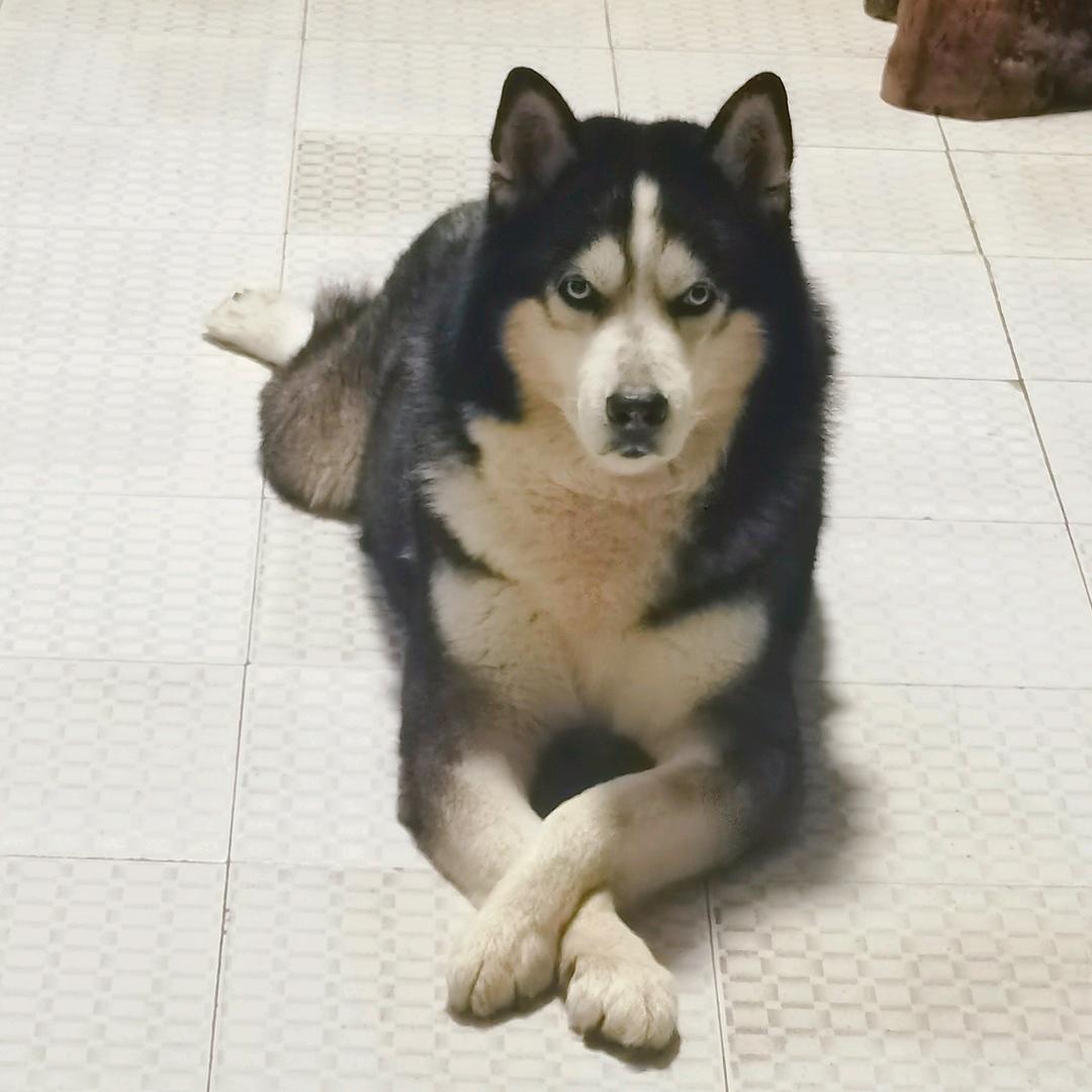 戚十八👀（见过张学友版）