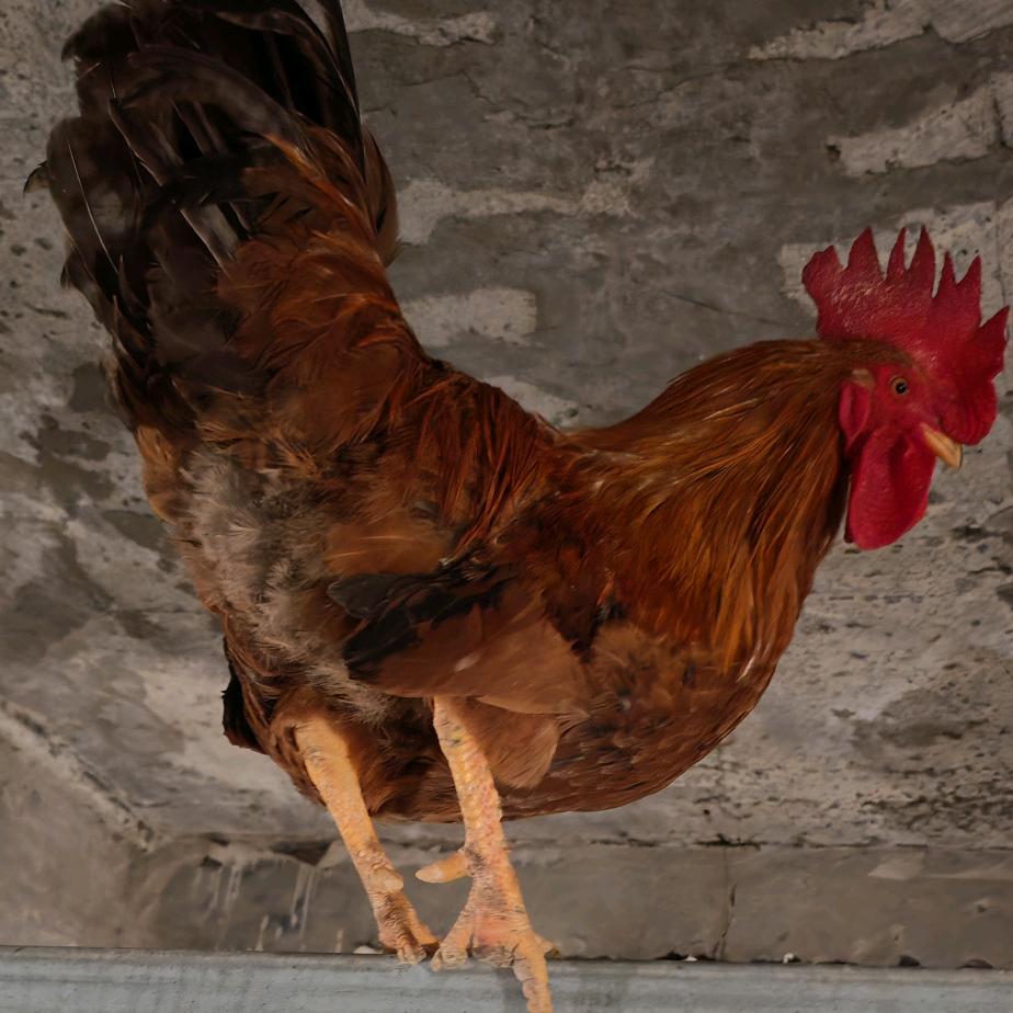 骁君犬舍绿色生态农场2