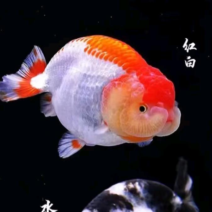 老谷观赏鱼场