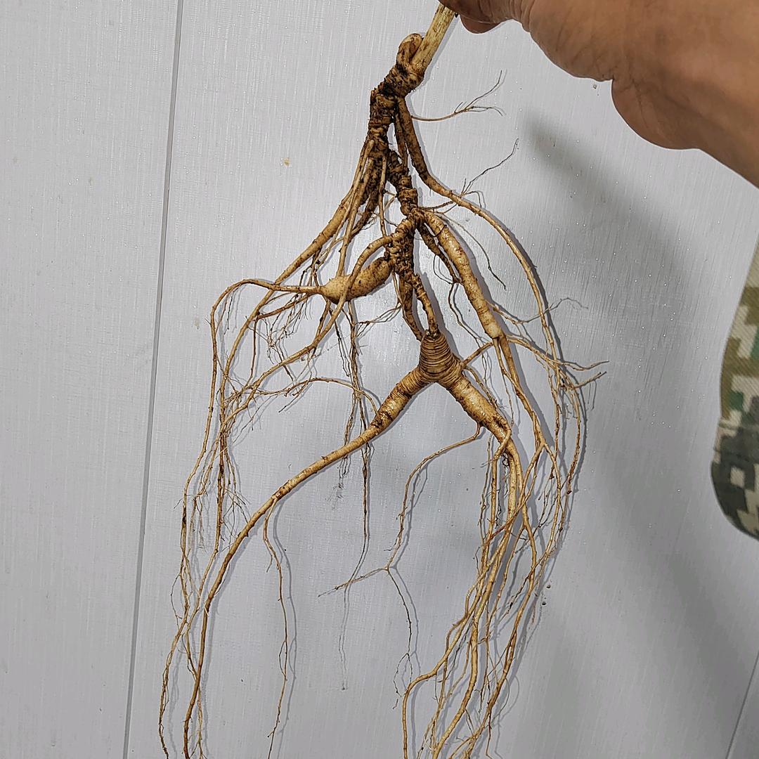 大海之东北人参