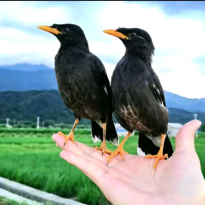 八哥爱号者