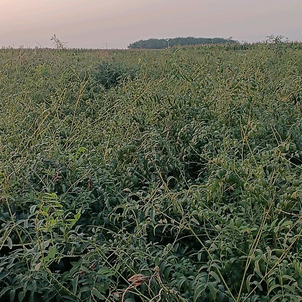 鲁成宋记药材种植