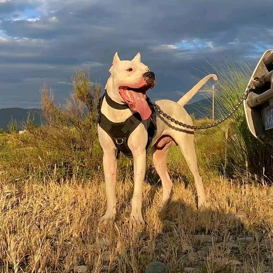 老一杜高猛犬养殖基地