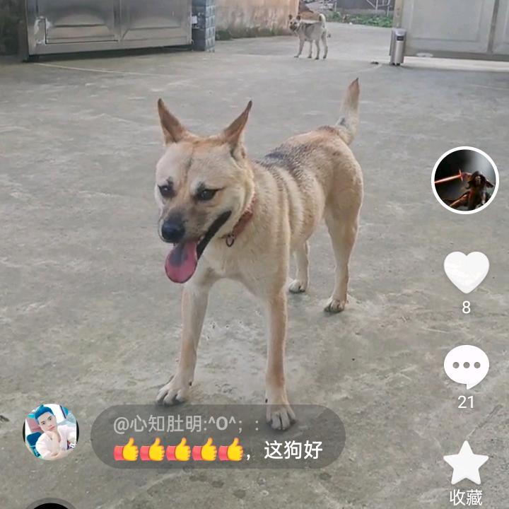 玄清风