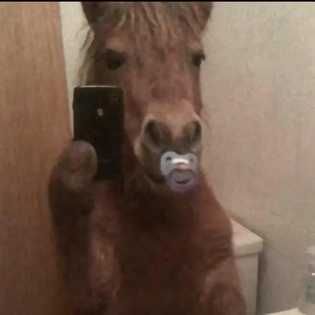 AAA—气泡鱼批发