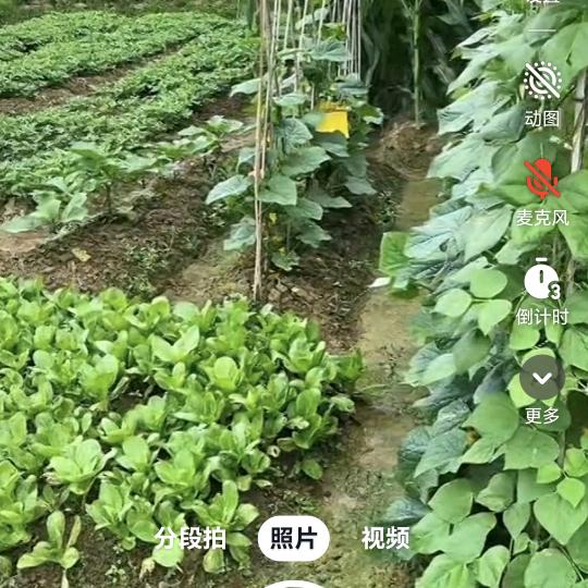 艳丽