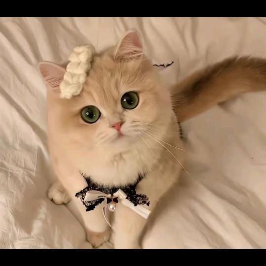 昌昌想发财致富