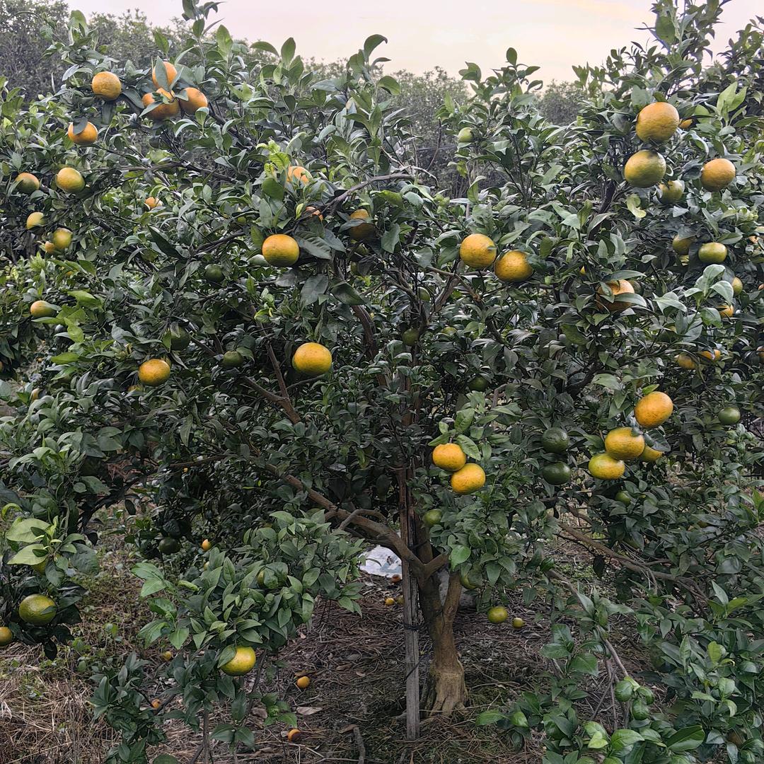 鸿溢苗木