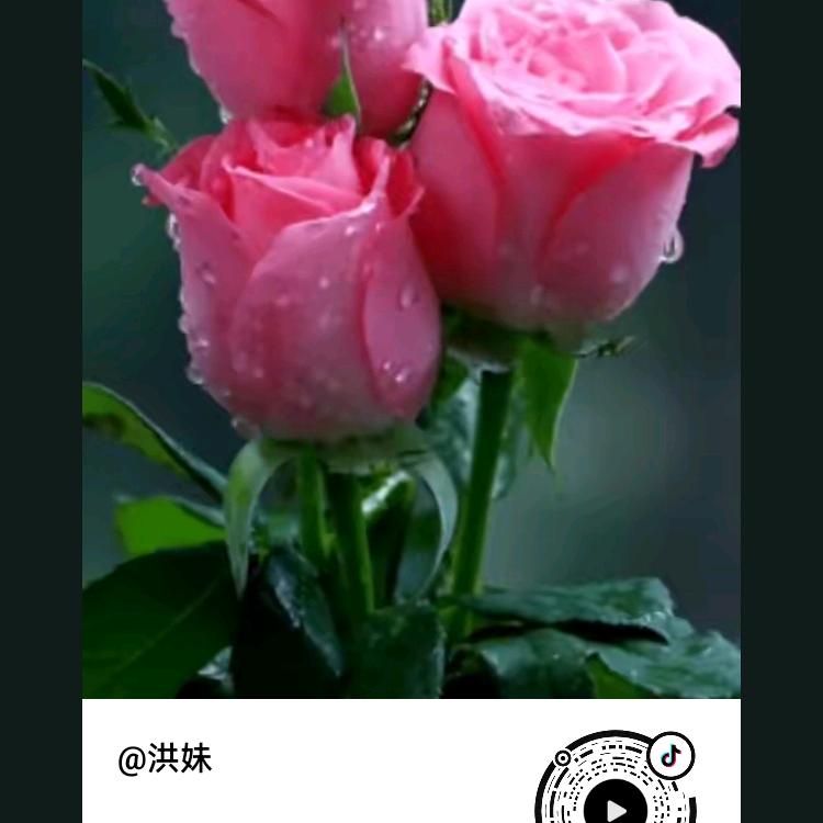 小燕子