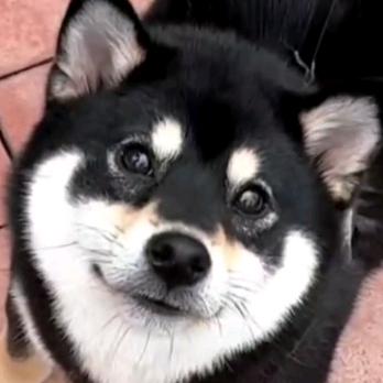 豆ฅฅ