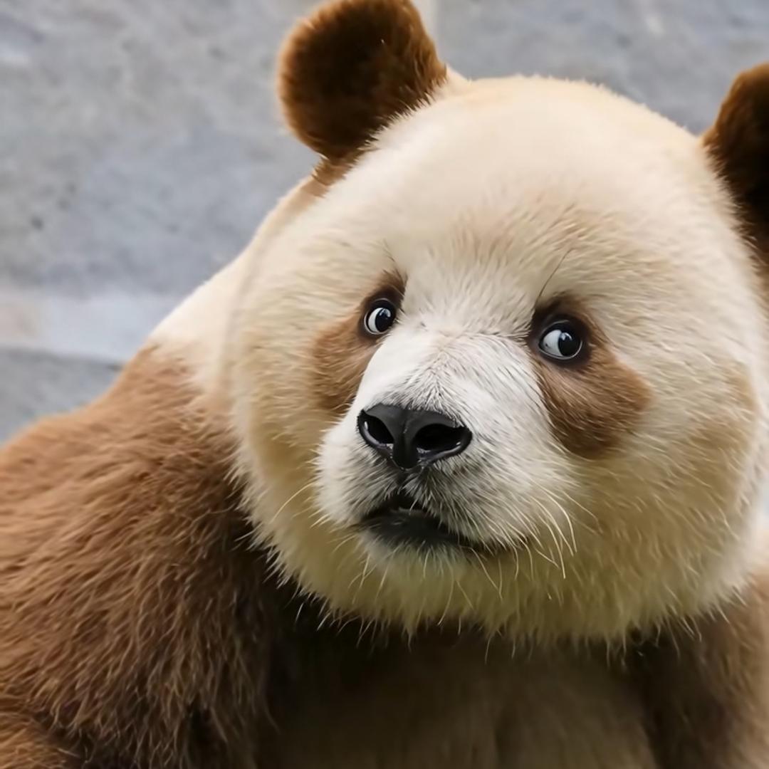 人皇幡里做兄弟