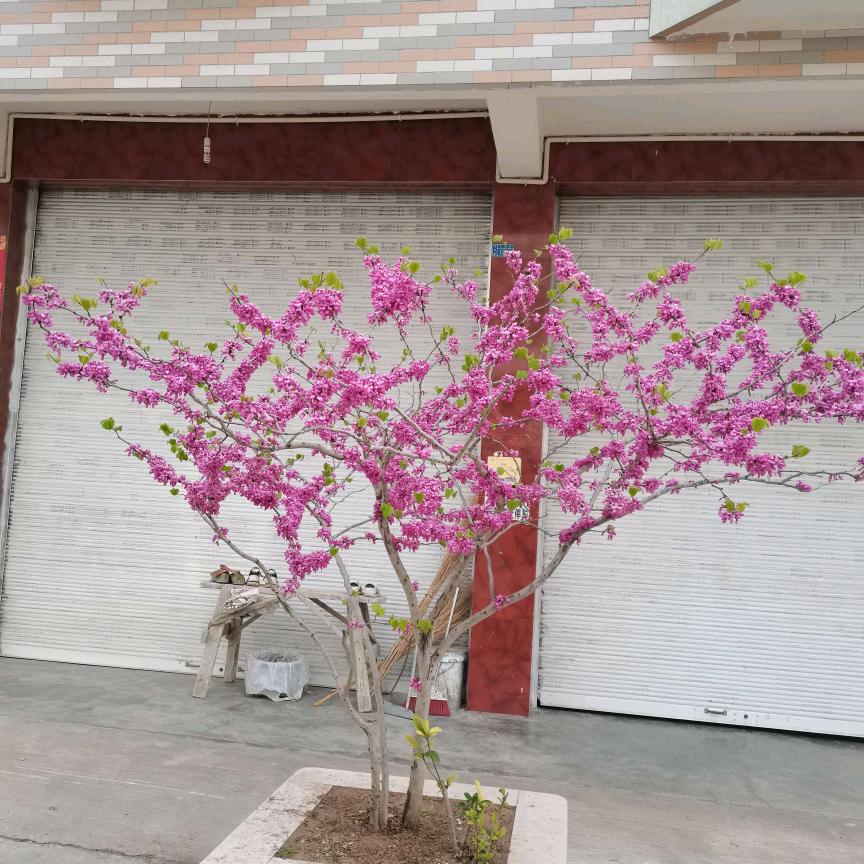 付月华农村七零后，72.0806