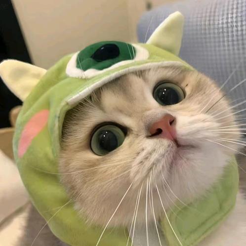 发财是只猫🐱