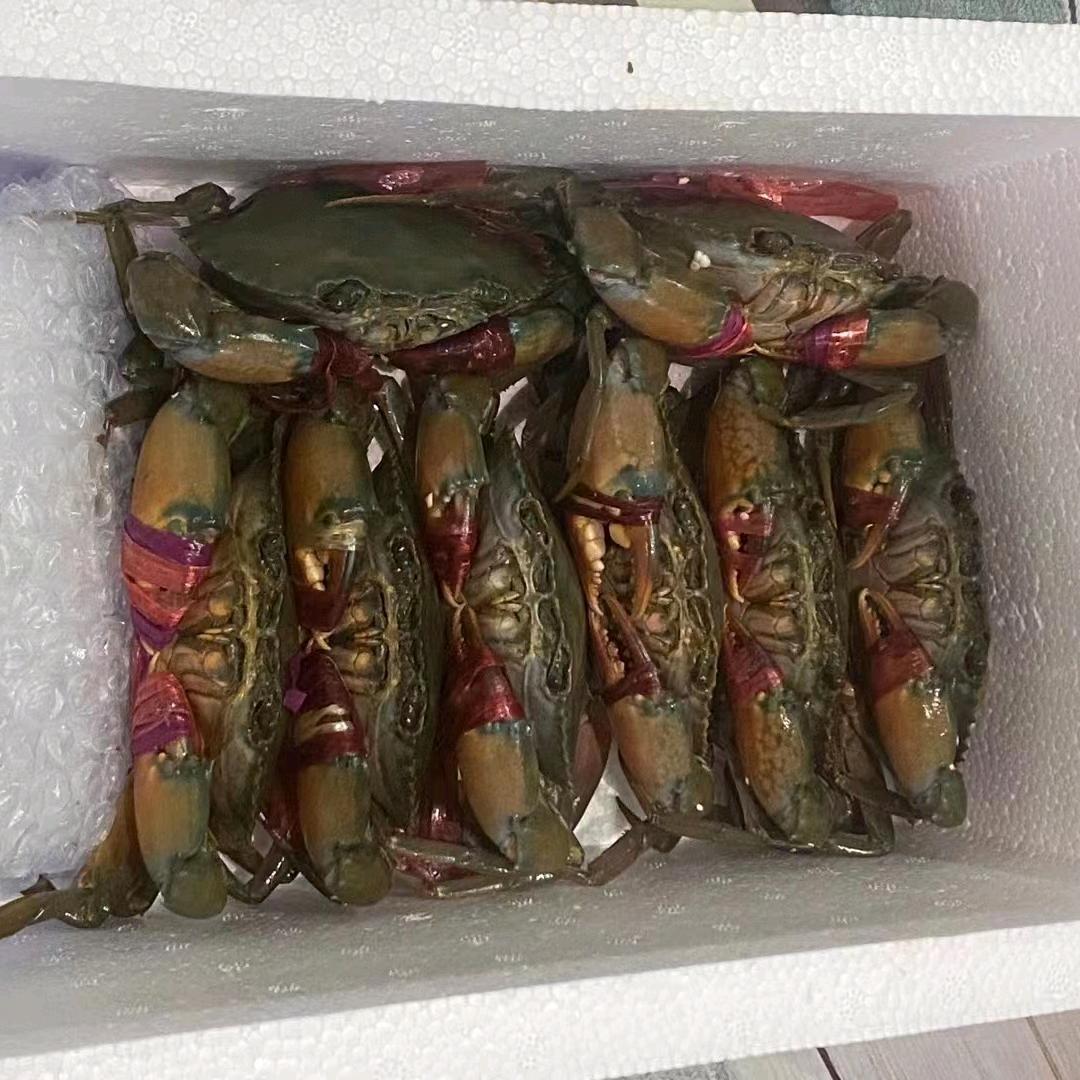 阿明红膏蟹大闸蟹批发