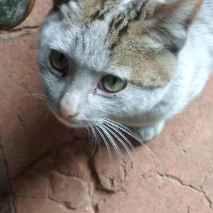 牛哥
